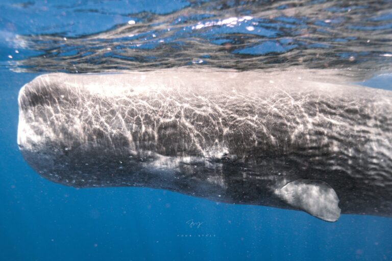 抹香鯨Sperm Whale的眼睛