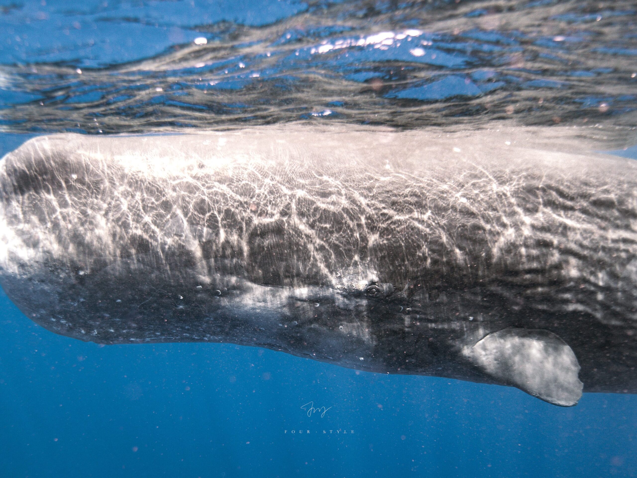 抹香鯨Sperm Whale的眼睛
