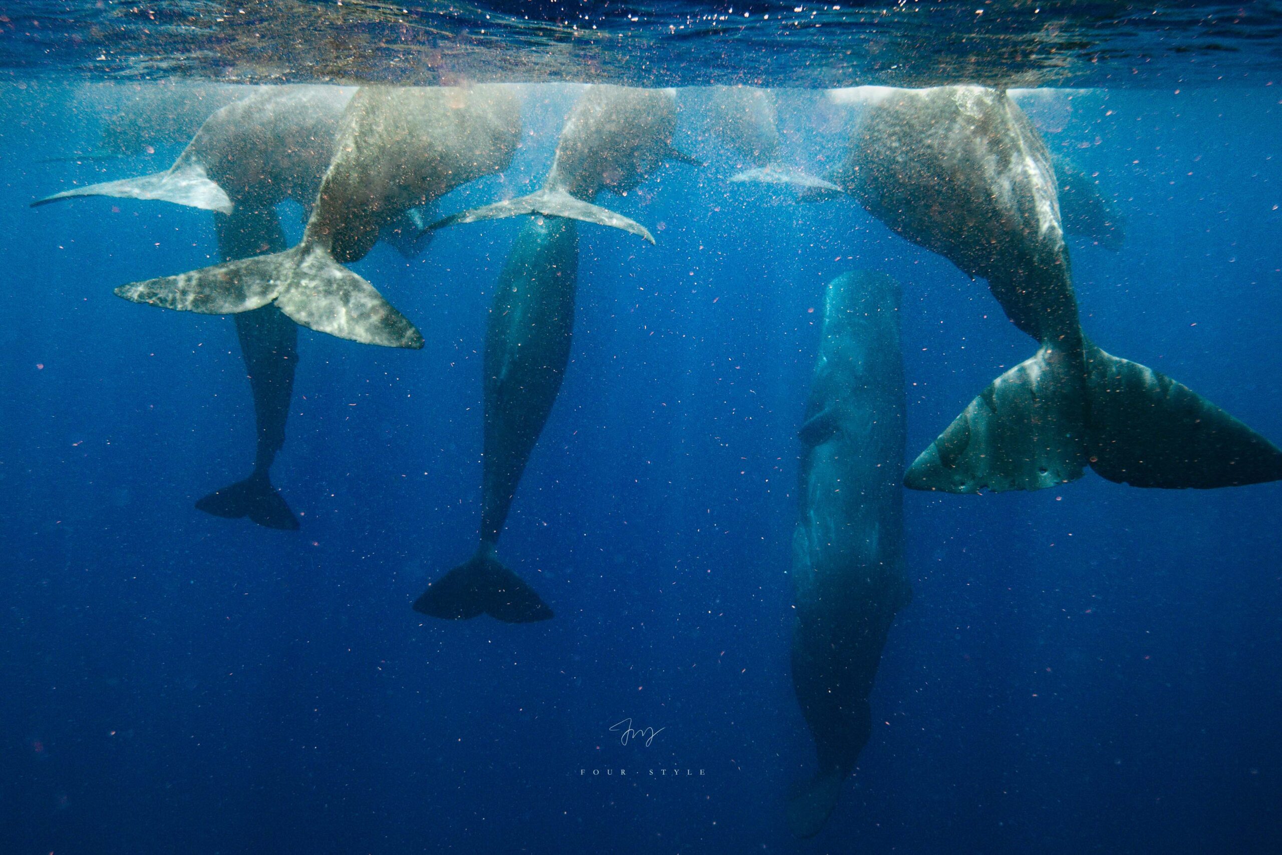 抹香鯨Sperm Whale在海中休息的畫面