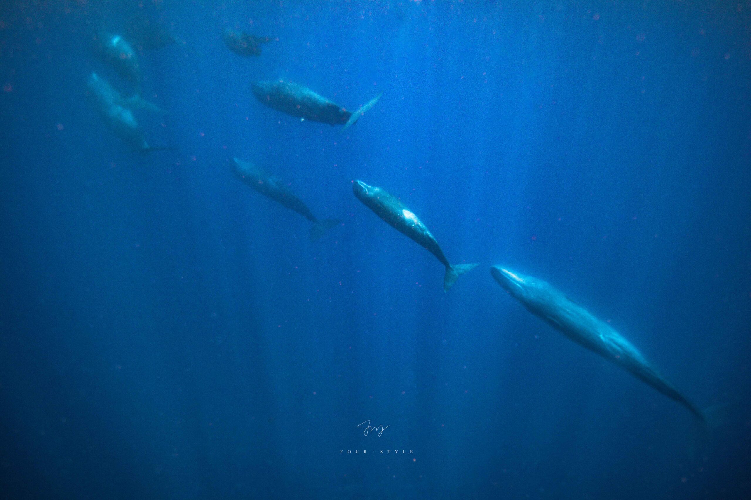 抹香鯨Sperm Whale在海中