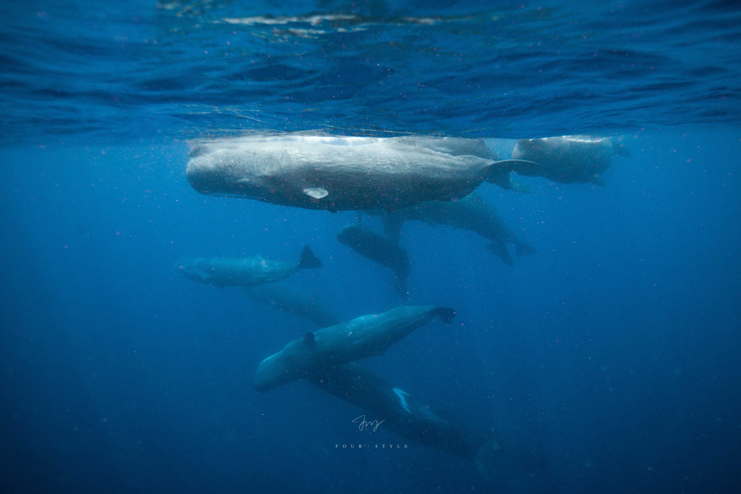 抹香鯨Sperm Whale在海中