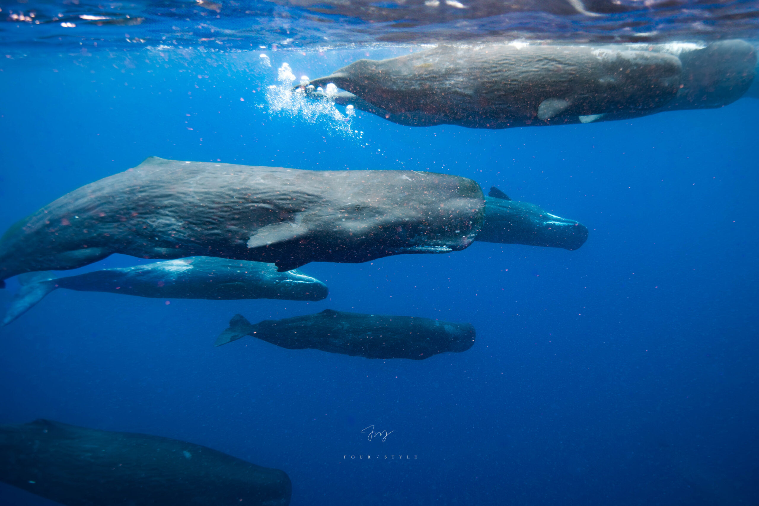 抹香鯨Sperm Whale在海中
