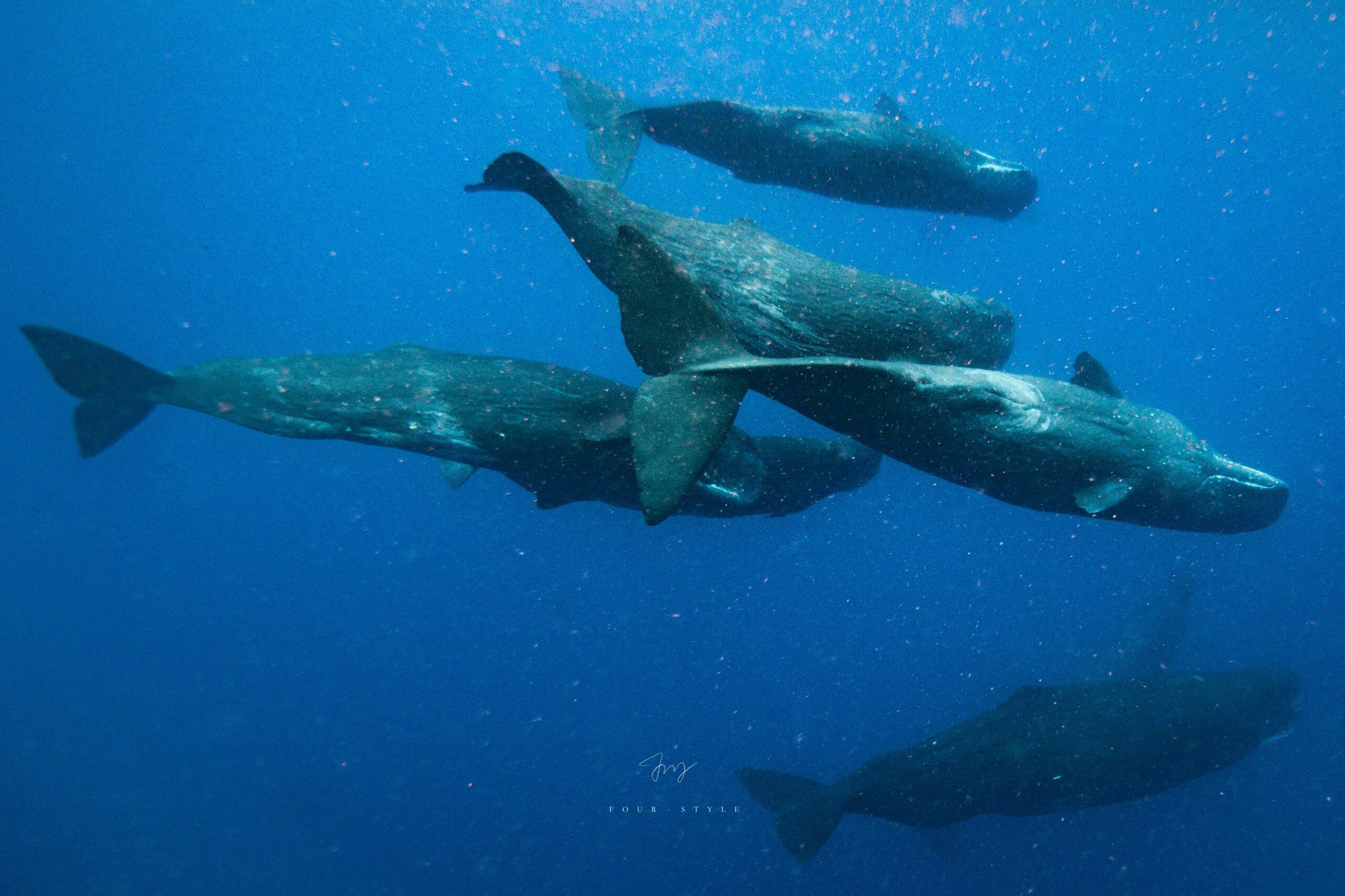 抹香鯨Sperm Whale在海中