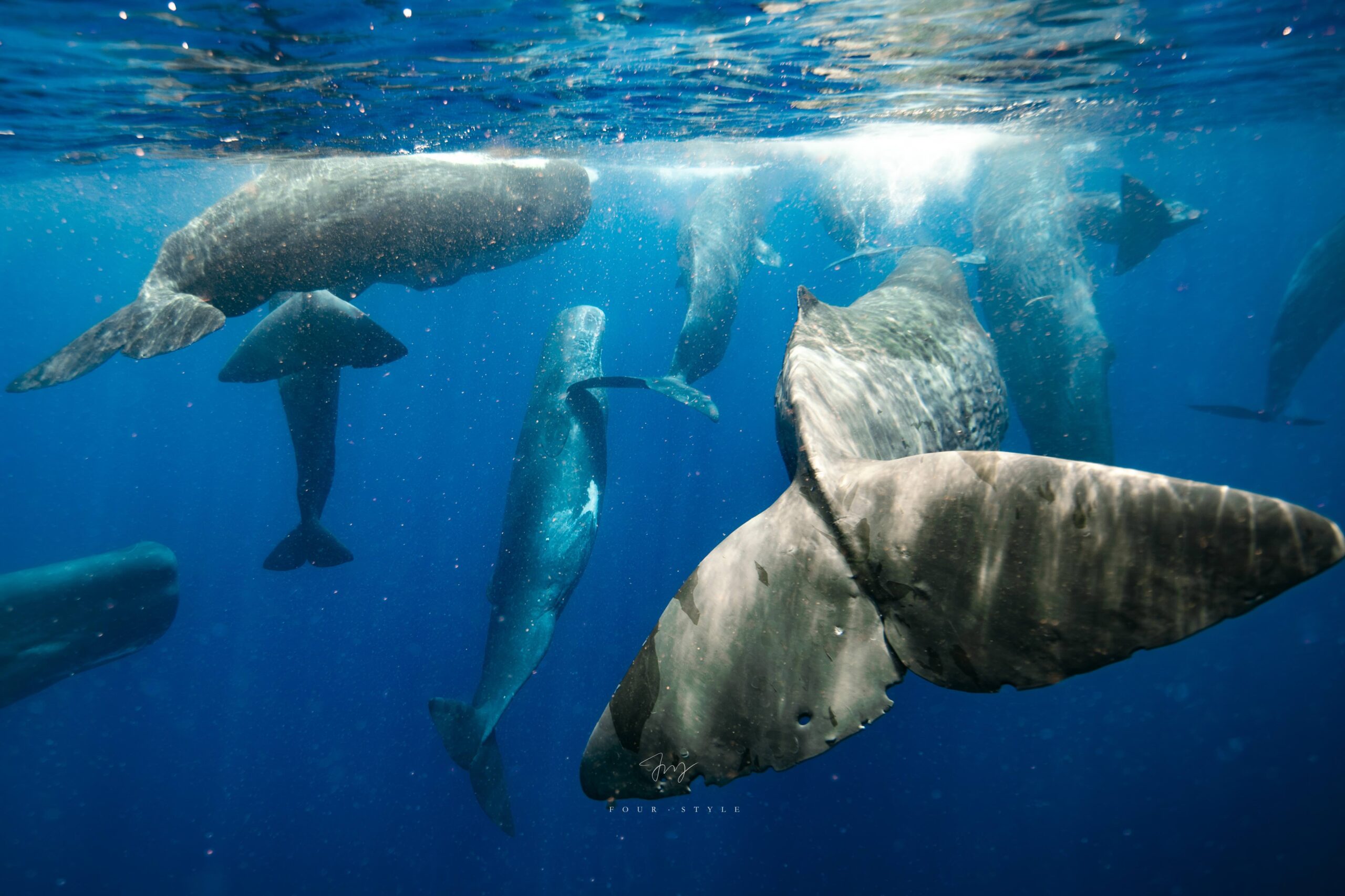 抹香鯨Sperm Whale在海中休息的畫面